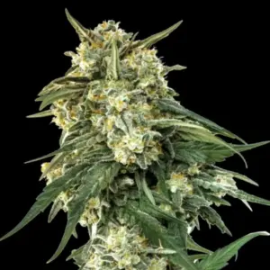 BCN Critical XXL Fast Version Seeds by Seedstockers