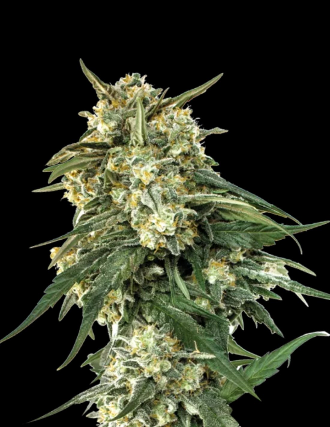 BCN Critical XXL Fast Version Seeds by Seedstockers