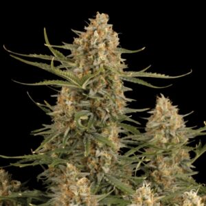 BCN Critical XXL Feminized Seeds by Seedstockers