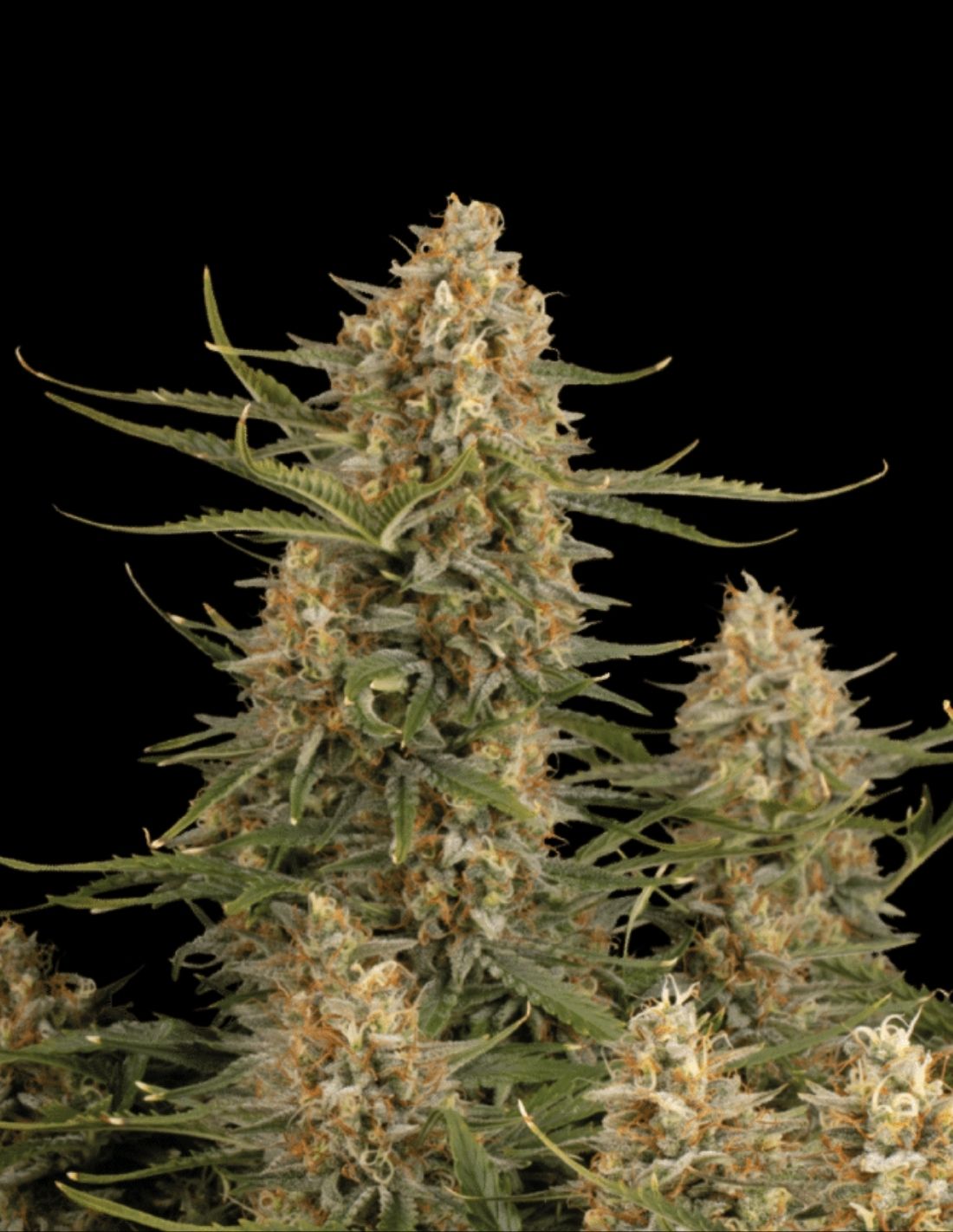 BCN Critical XXL Feminized Seeds by Seedstockers