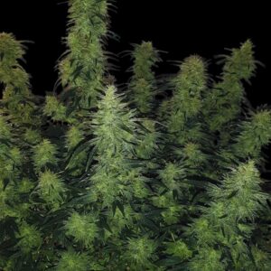 BCN Power Plant Auto Seeds by Seedstockers