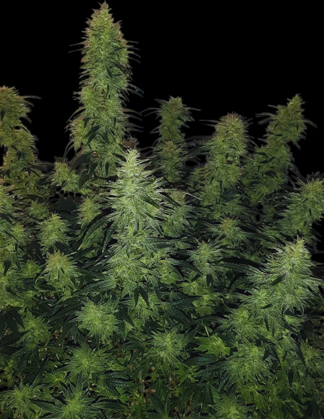 BCN Power Plant Auto Seeds by Seedstockers