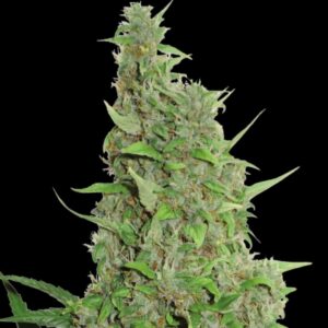 BCN Power Plant Feminized Seeds by Seedstockers