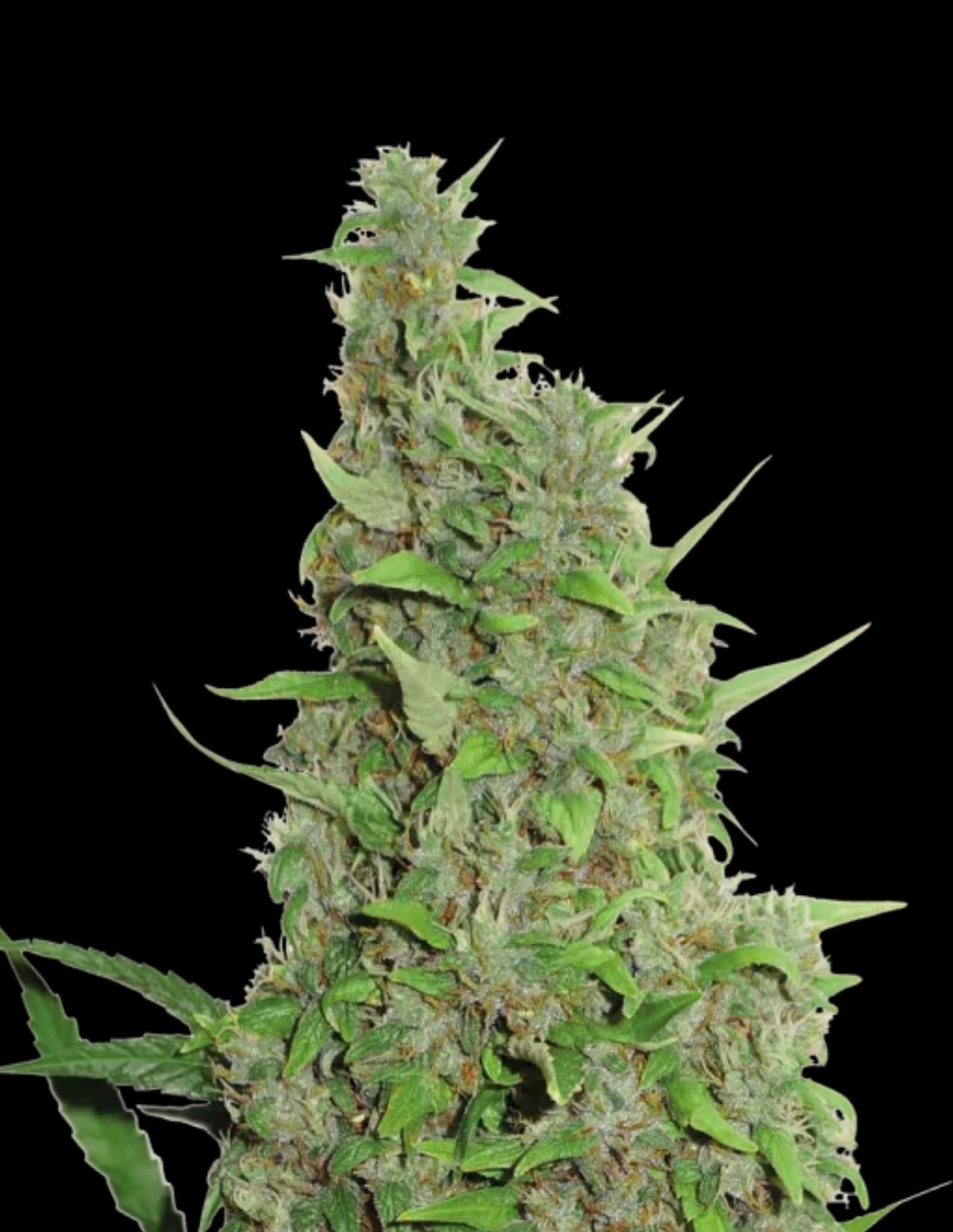 BCN Power Plant Feminized Seeds by Seedstockers