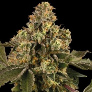Big Bud Auto Seeds by Seedstockers