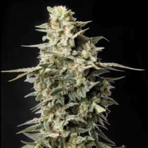Big Bud Feminized Seeds by Seedstockers