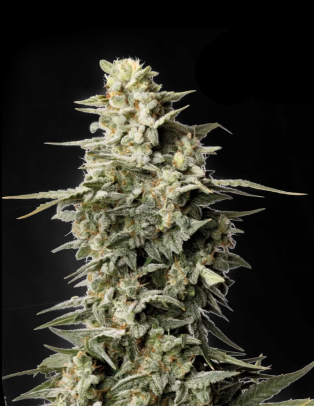 Big Bud Feminized Seeds by Seedstockers