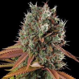 Big Yeti Feminized Seeds by Seedstockers