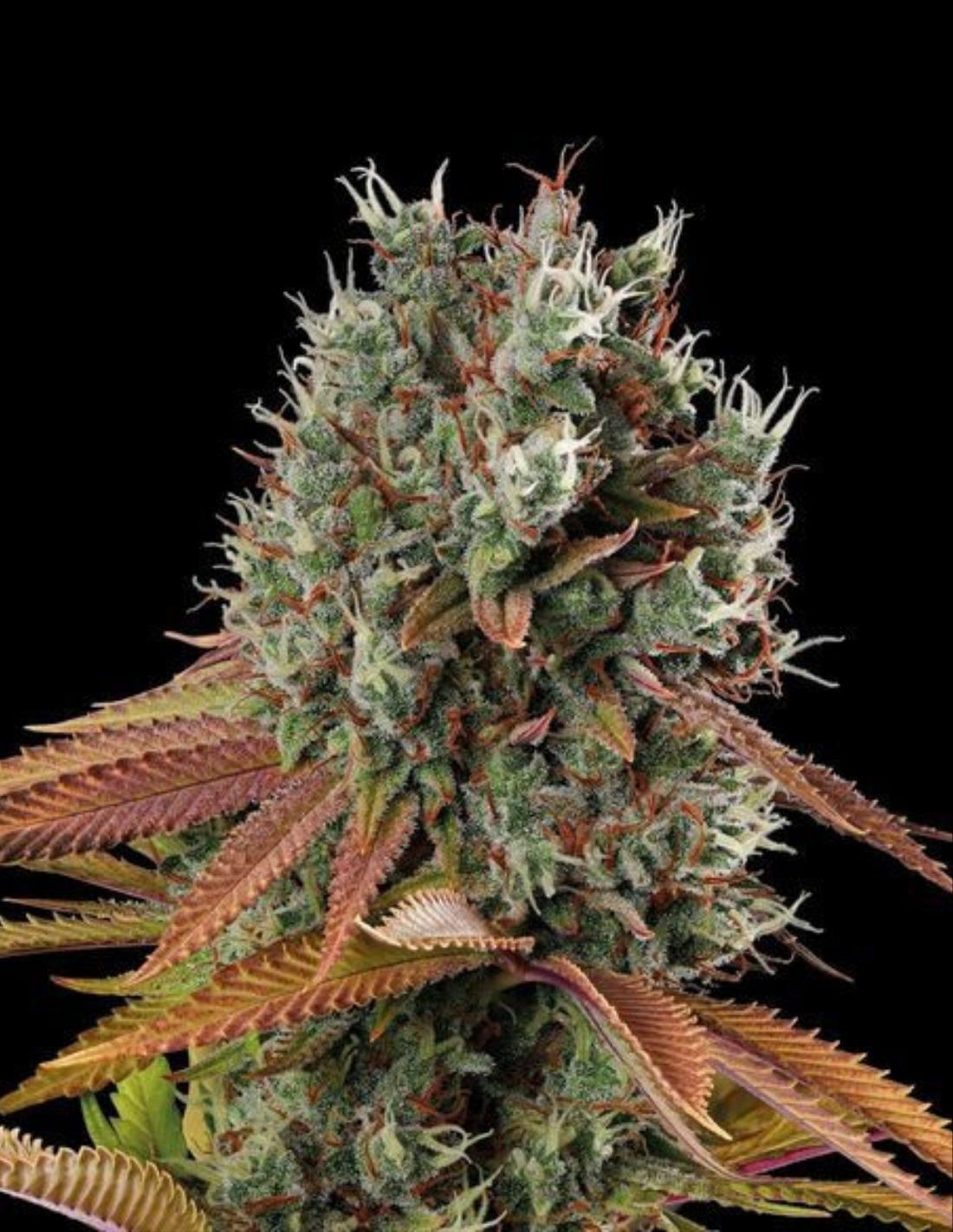 Big Yeti Feminized Seeds by Seedstockers