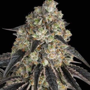 Black Cherry Gushers Feminized Seeds by Barney's Farm