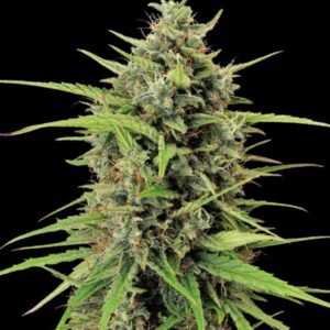 Black Rainbow Auto Seeds by Seedstockers