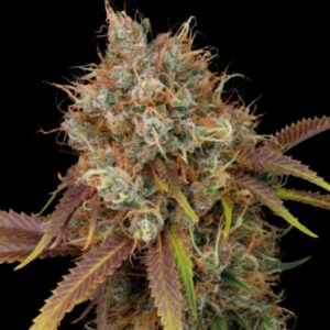 Black Rainbow Feminized Seeds by Seedstockers