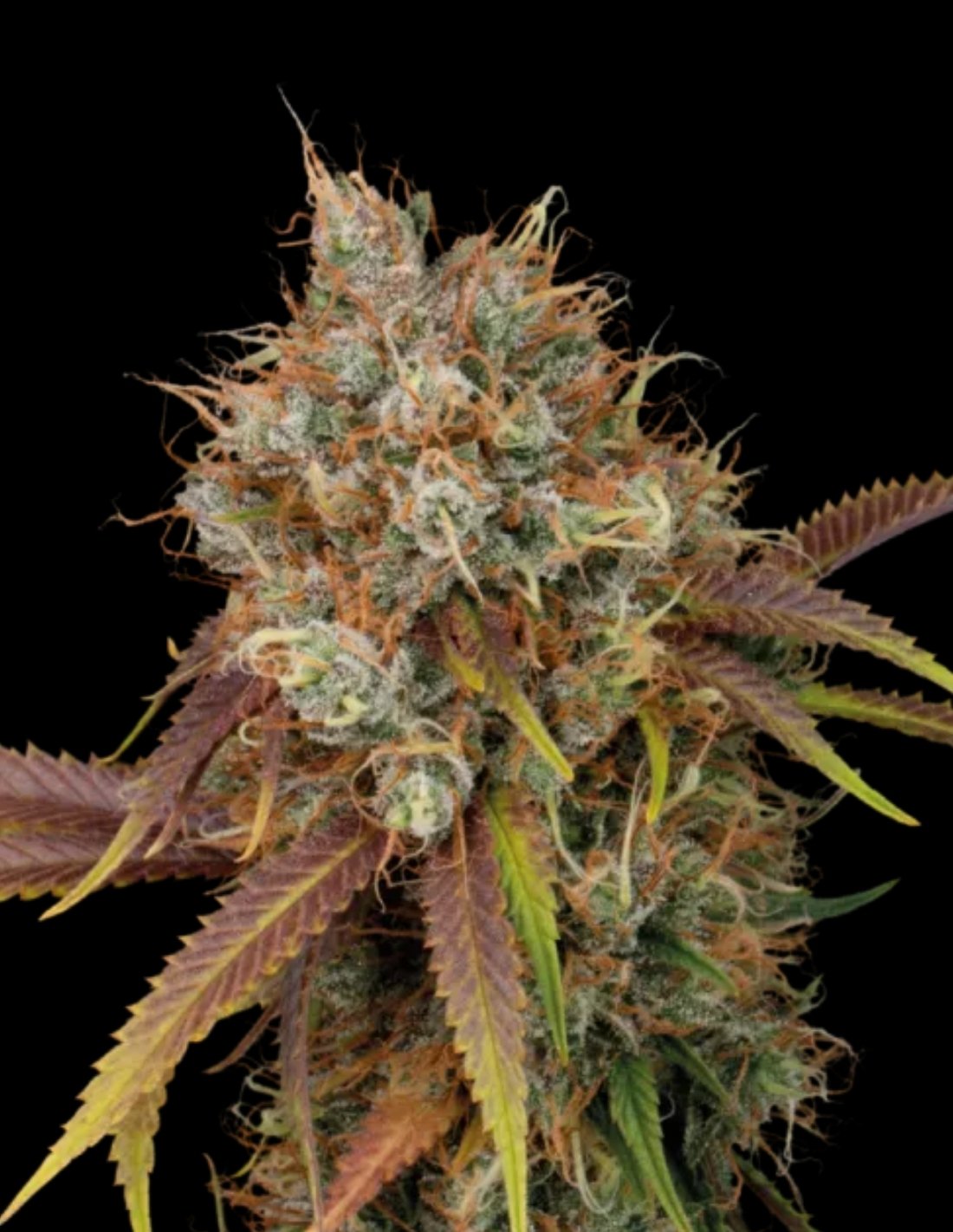 Black Rainbow Feminized Seeds by Seedstockers