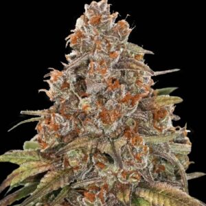 Blackberry Gum Auto Seeds by Seedstockers