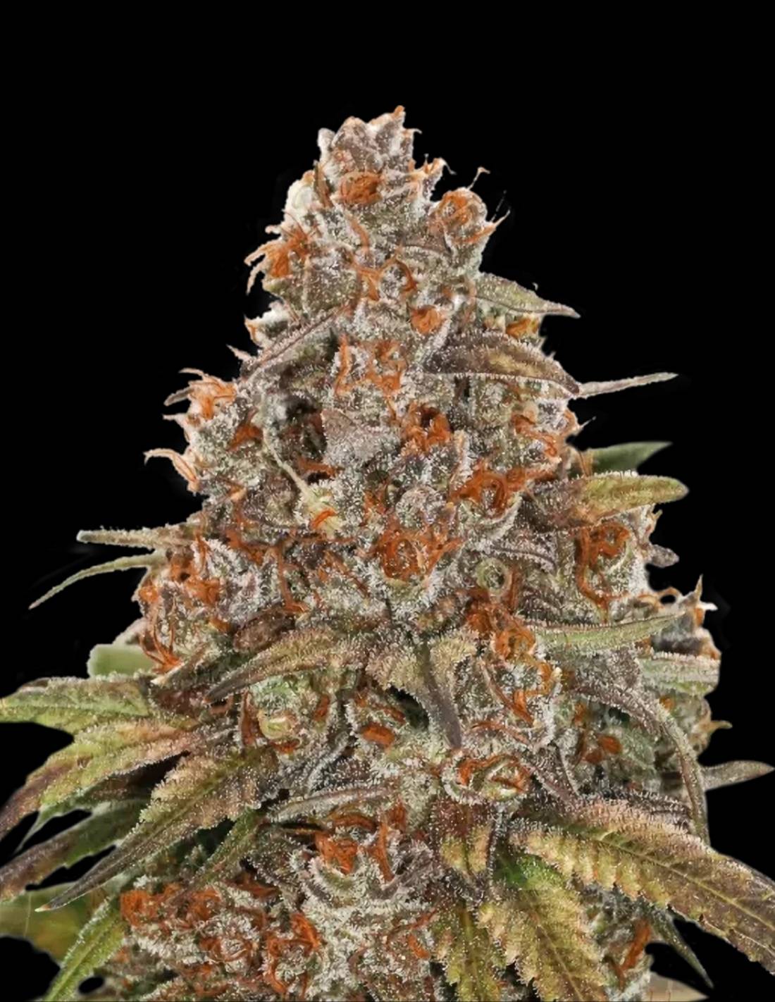 Blackberry Gum Auto Seeds by Seedstockers