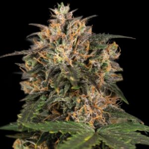 Blackberry Gum Feminized Seeds by Seedstockers