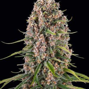 Blue Cheese Feminized Seeds by Barney's Farm