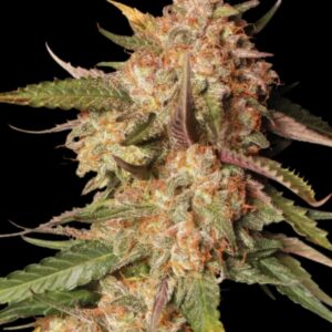 Blue Moby Auto Seeds by Seedstockers