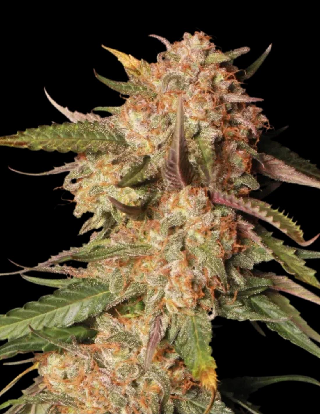 Blue Moby Auto Seeds by Seedstockers