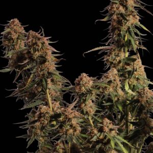 Blue Moby Feminized Seeds by Seedstockers