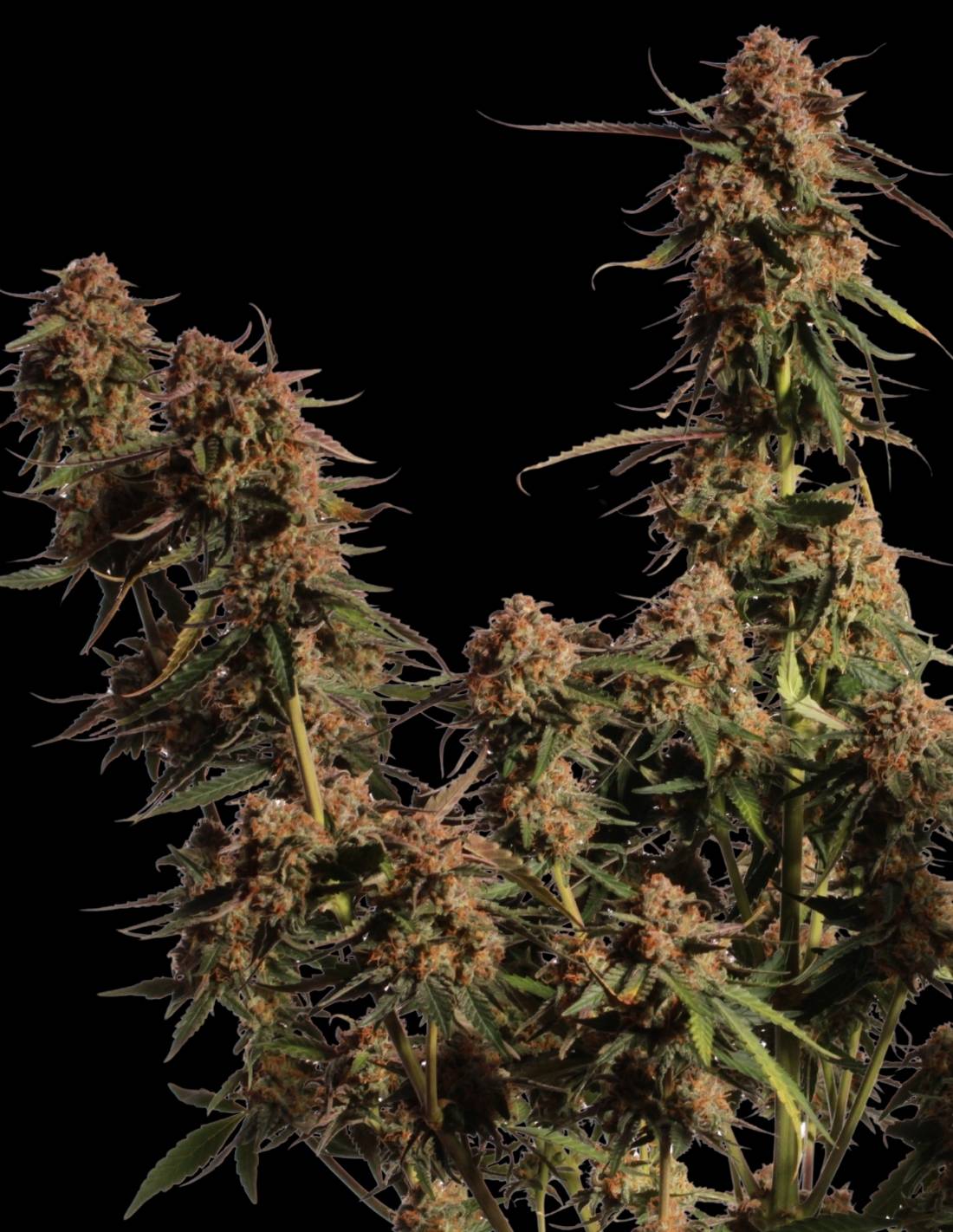 Blue Moby Feminized Seeds by Seedstockers