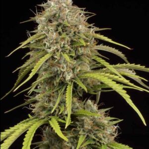 Bruce Banner Auto Seeds by Seedstockers