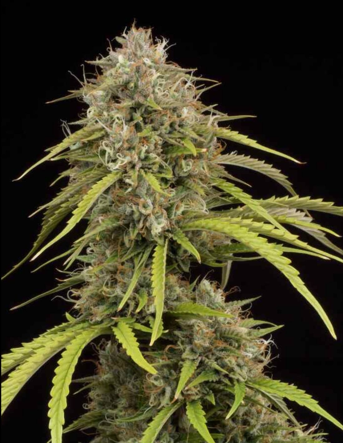 Bruce Banner Auto Seeds by Seedstockers