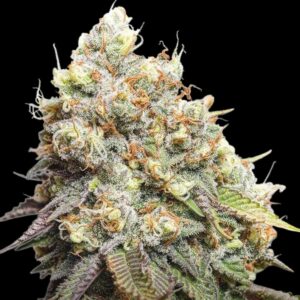 Bruce Banner Feminized Seeds by Seedstockers