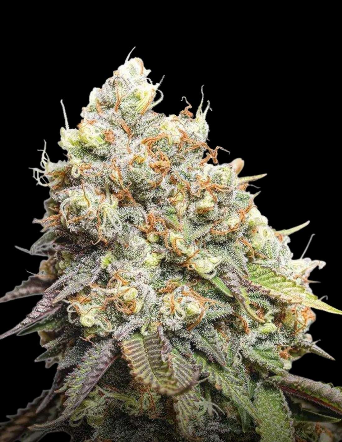 Bruce Banner Feminized Seeds by Seedstockers