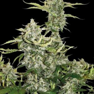 Candy Dawg Auto Seeds by Seedstockers