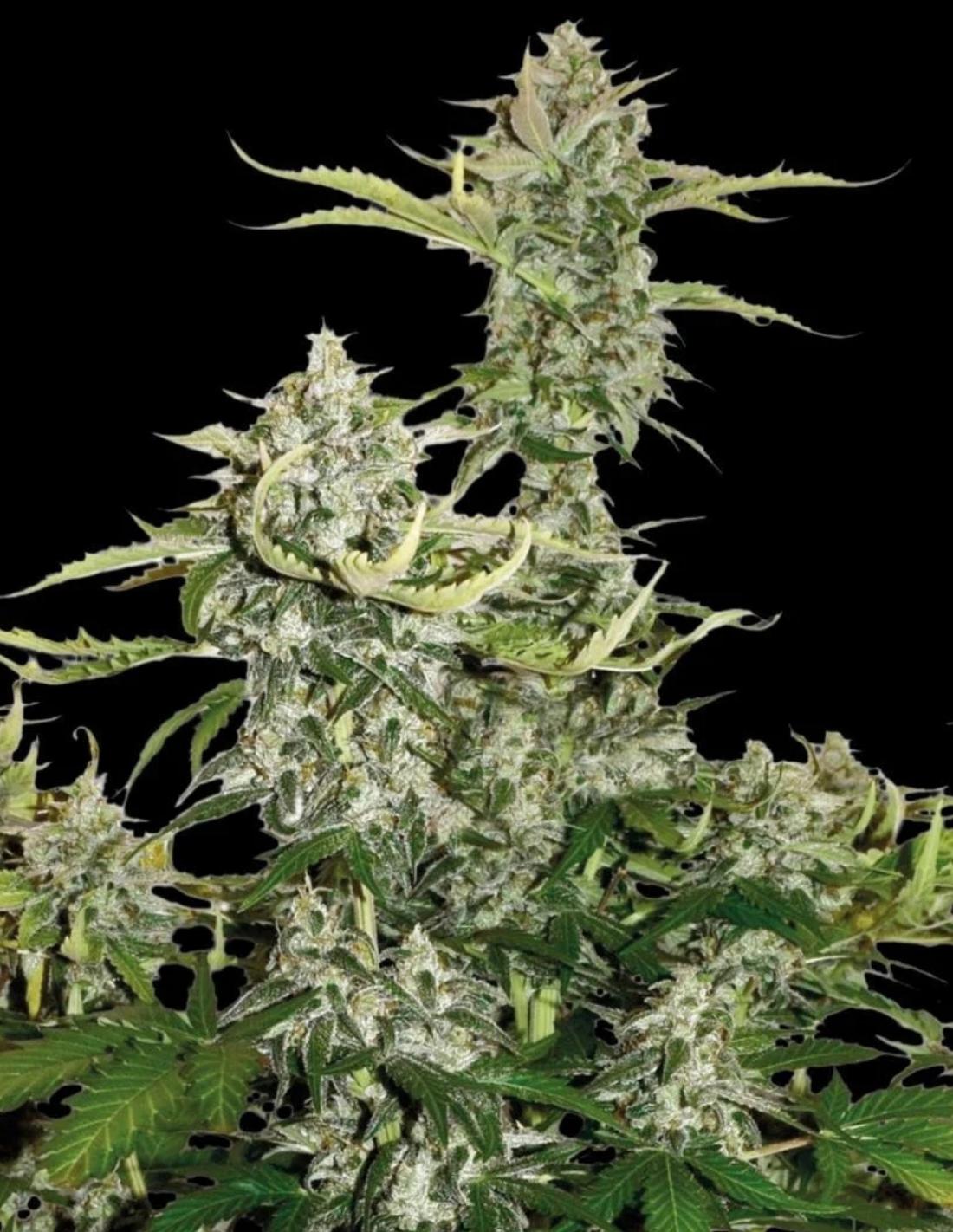 Candy Dawg Auto Seeds by Seedstockers
