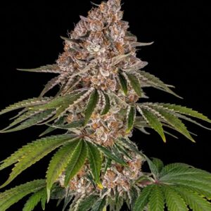 Cookie Casket Feminized Seeds by Barney's Farm