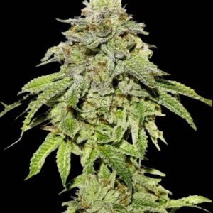Cookies Fast Version Seeds by Seedstockers