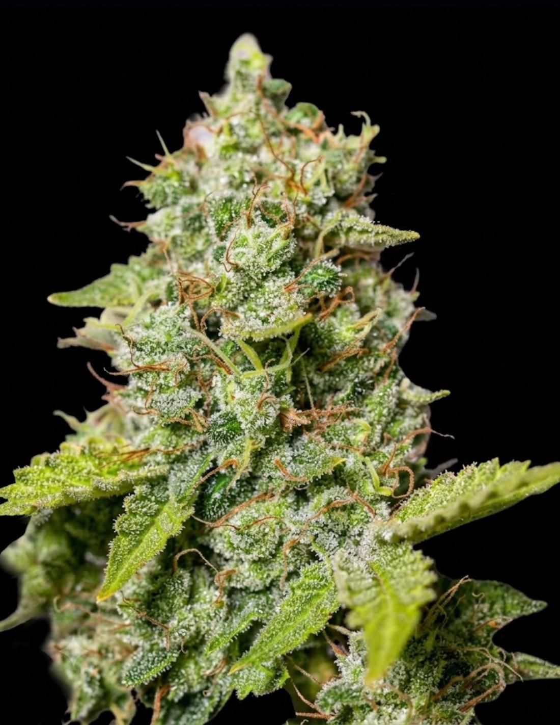 Critical XXL CBD Auto Seeds by Seedstockers
