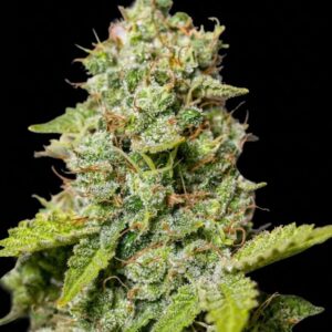 Critical XXL CBD Seeds by Seedstockers