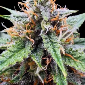 Drizl Pickl Auto Seeds by Seedstockers
