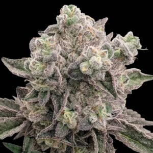 Drizl Pickl Feminized Seeds by Seedstockers