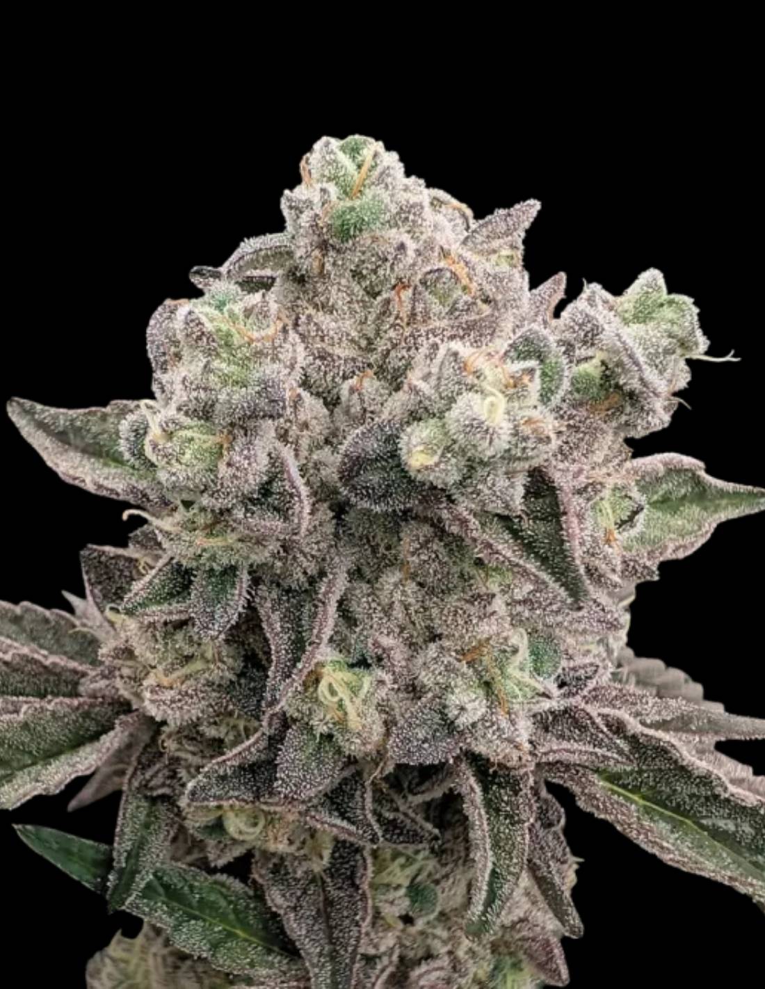 Drizl Pickl Feminized Seeds by Seedstockers
