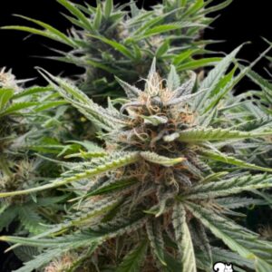 Fishy Zoap Auto by Seedstockers