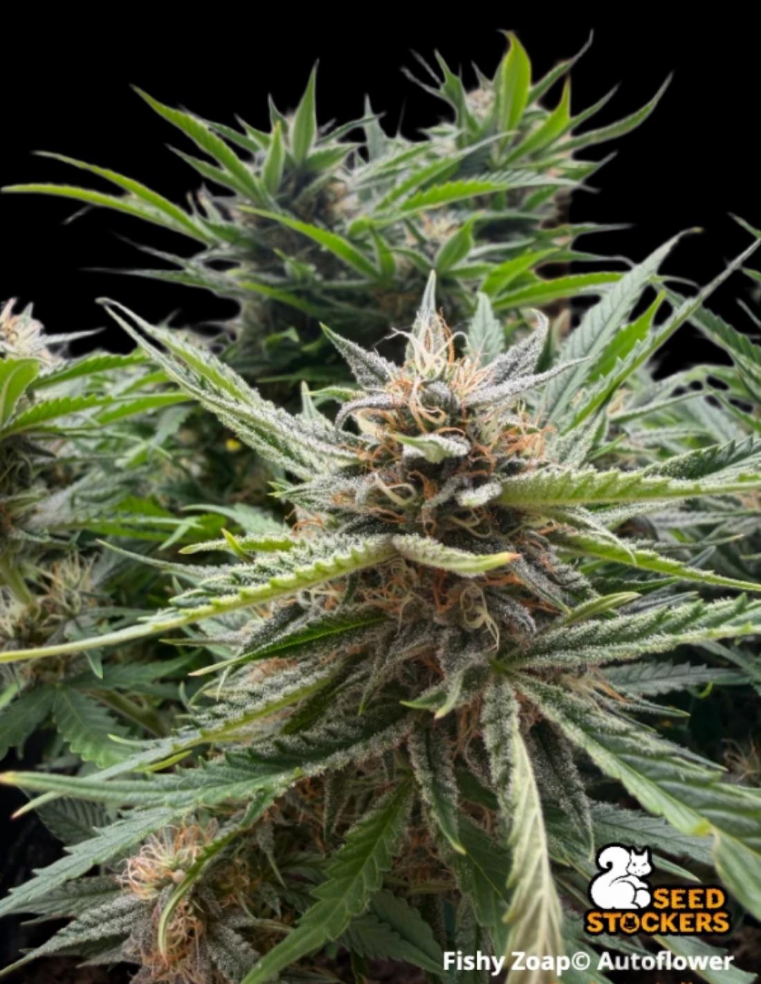 Fishy Zoap Auto by Seedstockers