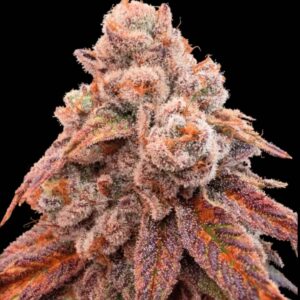 Fishy Zoap Feminized Seeds by Seedstockers