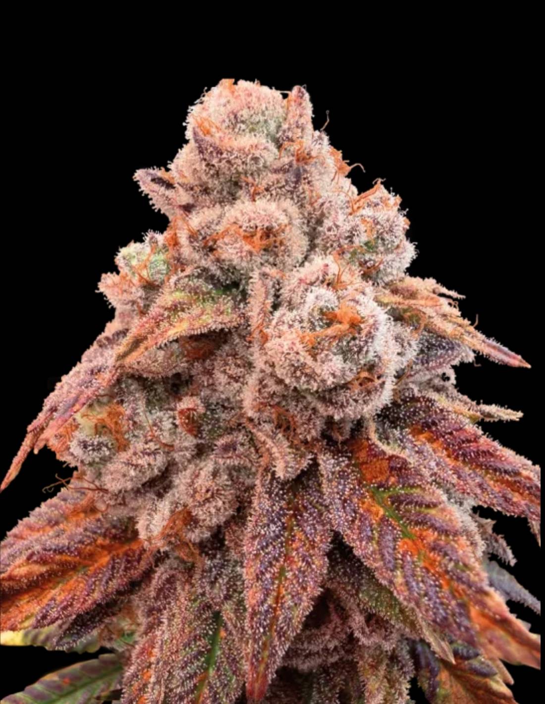 Fishy Zoap Feminized Seeds by Seedstockers