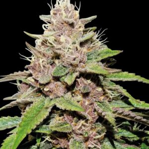 Forbidden Mochi Auto Seeds by Seedstockers