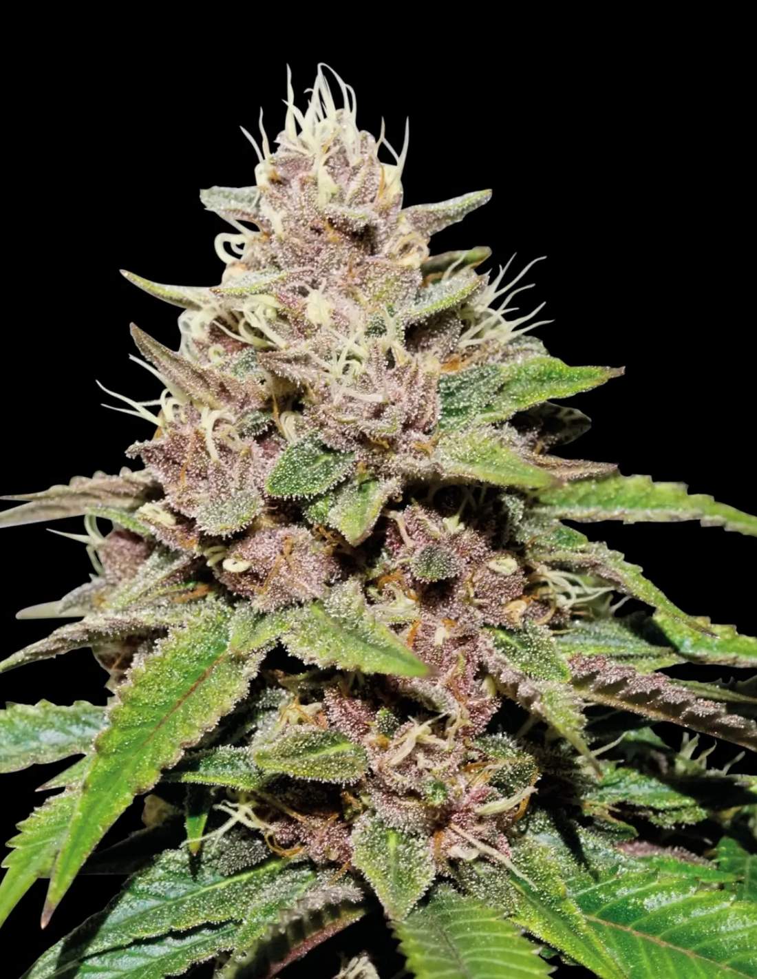 Forbidden Mochi Auto Seeds by Seedstockers