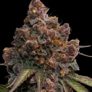 Forbidden Mochi Feminized Seeds by Seedstockers