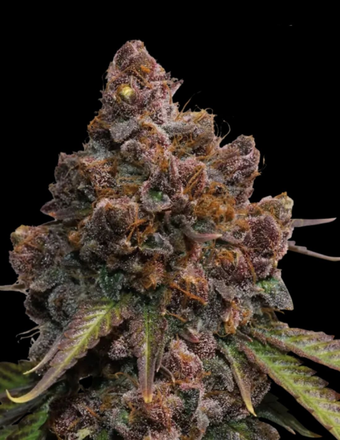 Forbidden Mochi Feminized Seeds by Seedstockers