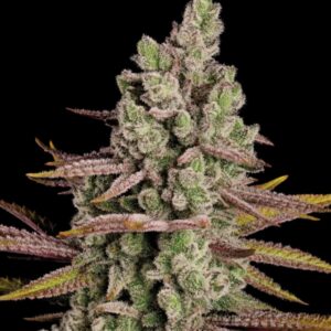 Frosty Tooth Feminized Seeds by Seedstockers