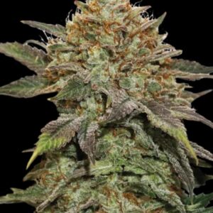 Fruit Cake Feminized Seeds by Seedstockers
