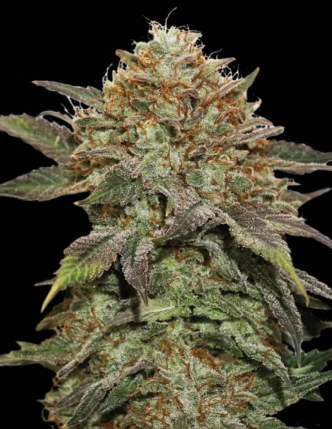 Fruit Cake Feminized Seeds by Seedstockers
