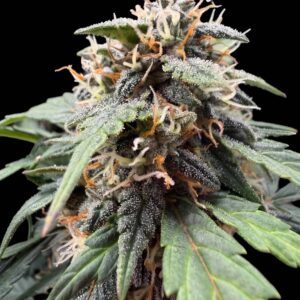 F.U.H (F*cked Up Hippy) Auto Seeds by Seedstockers